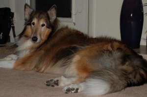 2 Million Dogs - Laddie