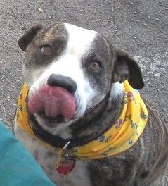odie_crop