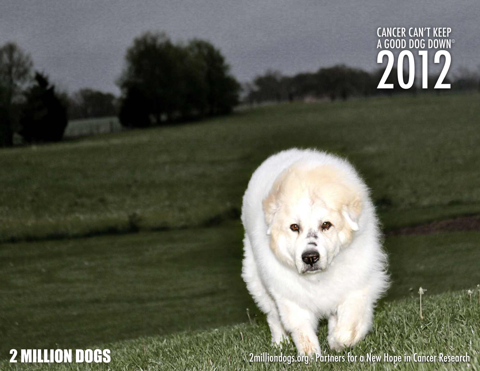 Murphy small 2012