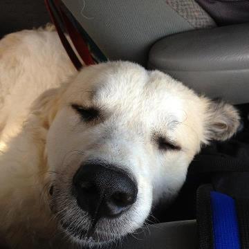 Indy sleeping 8-26-12