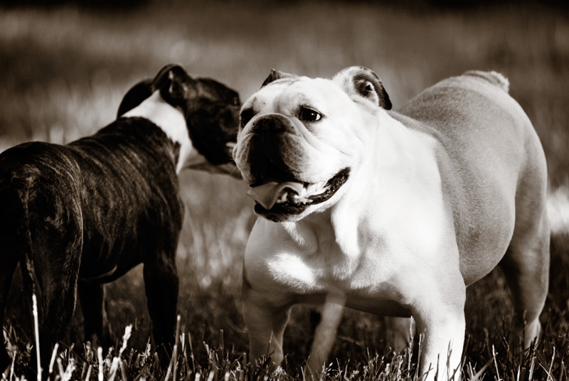 Princess Daisy telling Bob a secret.