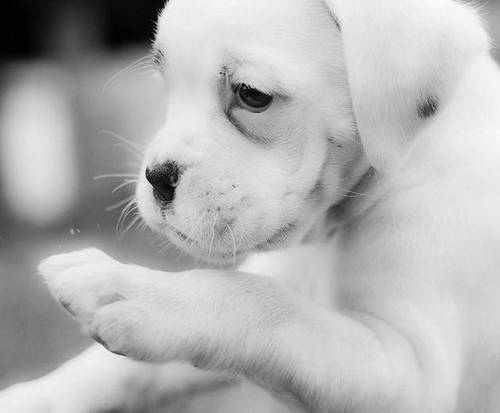 2 Million Dogs