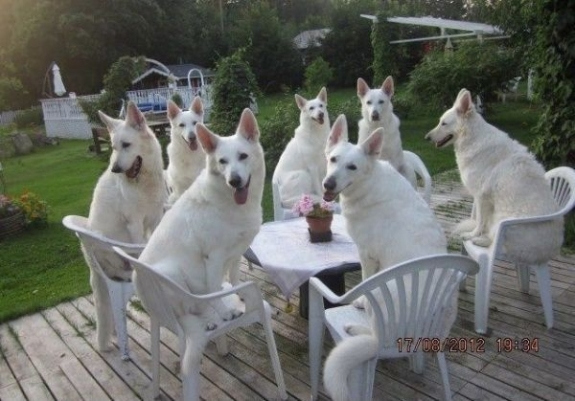 2 Million Dogs