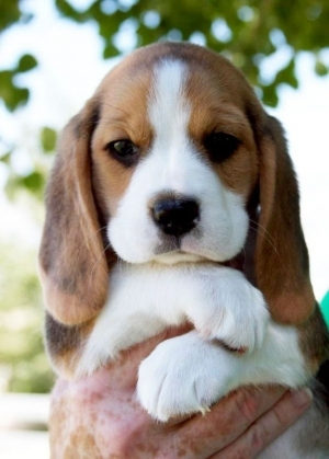 2 Million Dogs