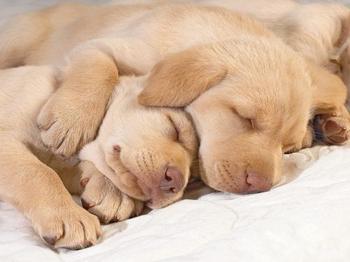 2 Million Dogs
