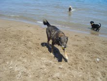 Beach-Beauty-Chase.jpg