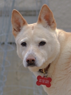 PuppyUp.org