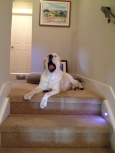 Banner-Yawn-small-1024x768