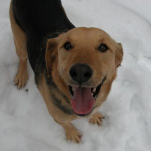 Cooper
