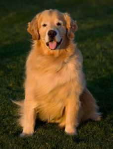 Murphy Morris