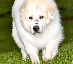 2 Million Dogs Memorial Wall