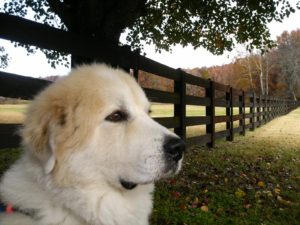 Murphy