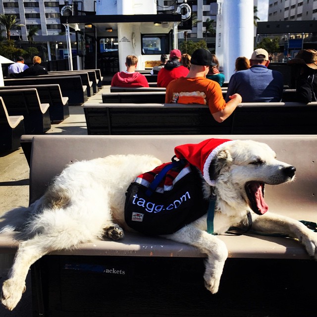 Indy on the ferry to Coronado. It's been a LONG walk!