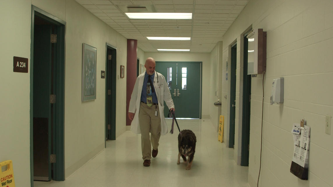 Dr. Jeff Bryan walks with Susie, a 13-year-old dog undergoing treatment at the MU Veterinary School for a possible bladder tumor.