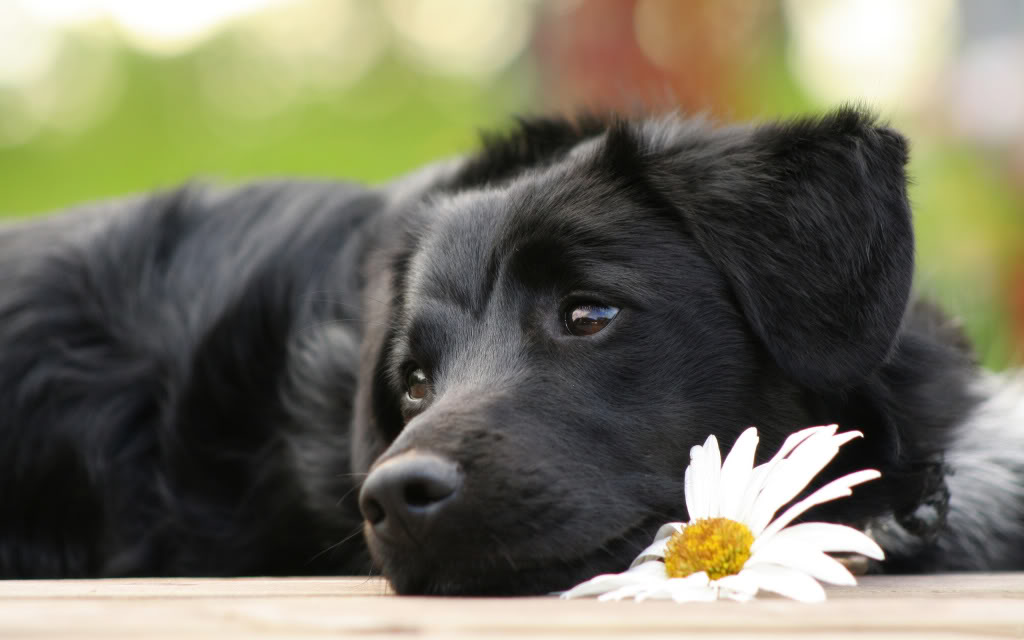 dog with daisy