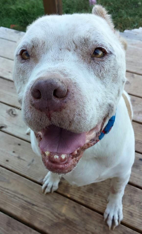 Dexter -- Canine Cancer Hero