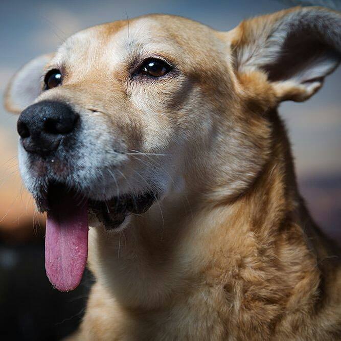 Zoey full front face for Memorial Page