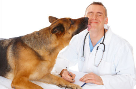 GSD and vet