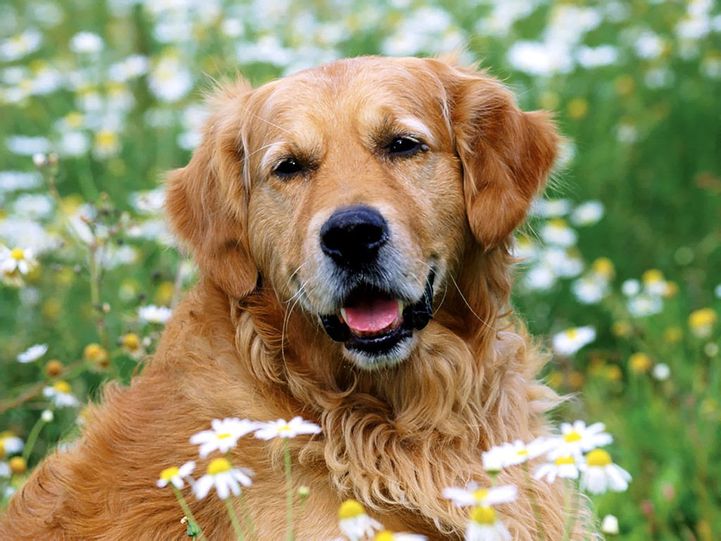Puppy Up Foundation Large Scale Cancer Study Of Golden Retrievers Holds Hope For All Dogs