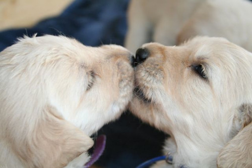 puppy kisses