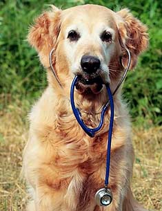 Golden_Dog_Stethoscope