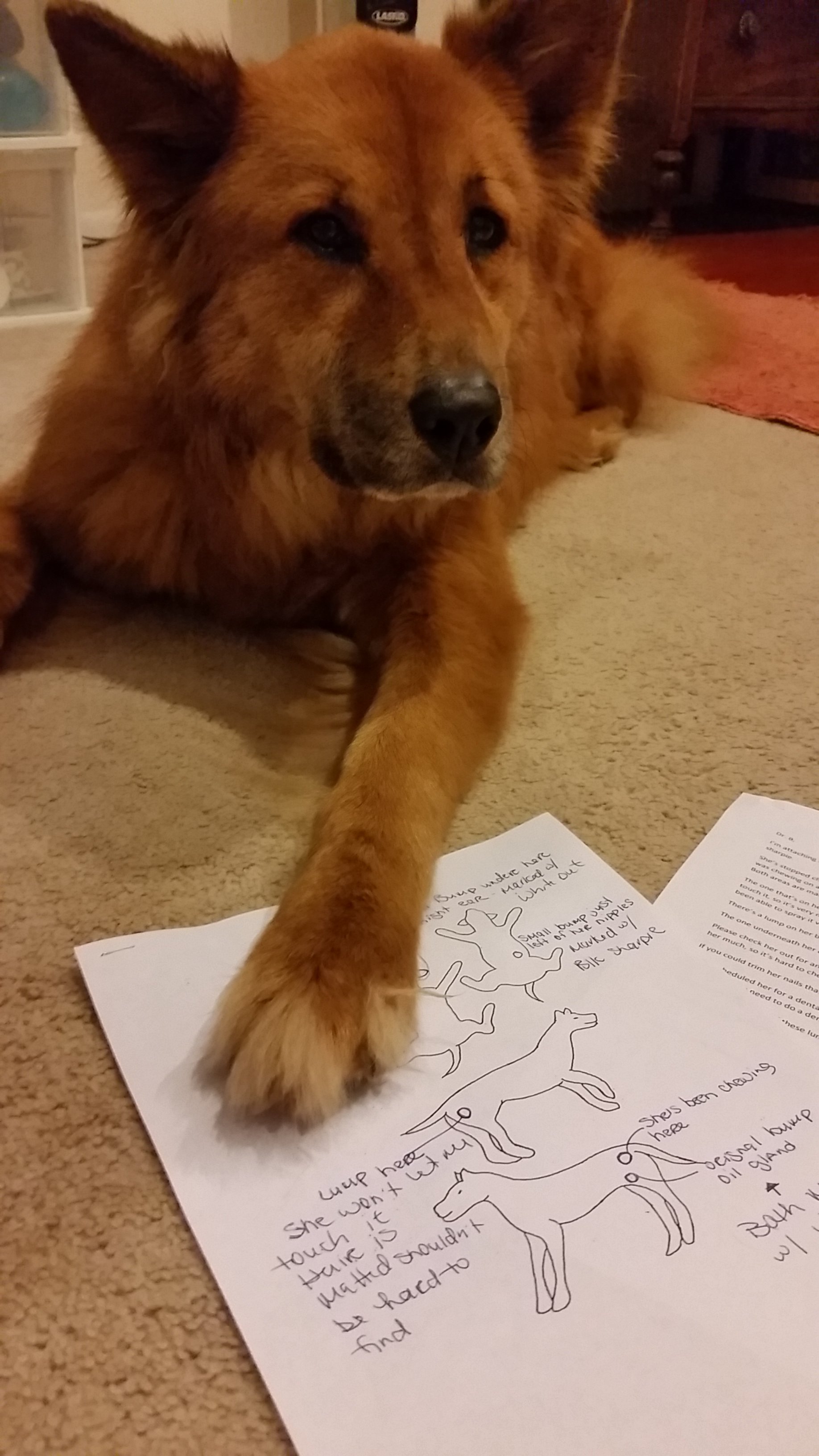 Lily and her lump and bump diagram.