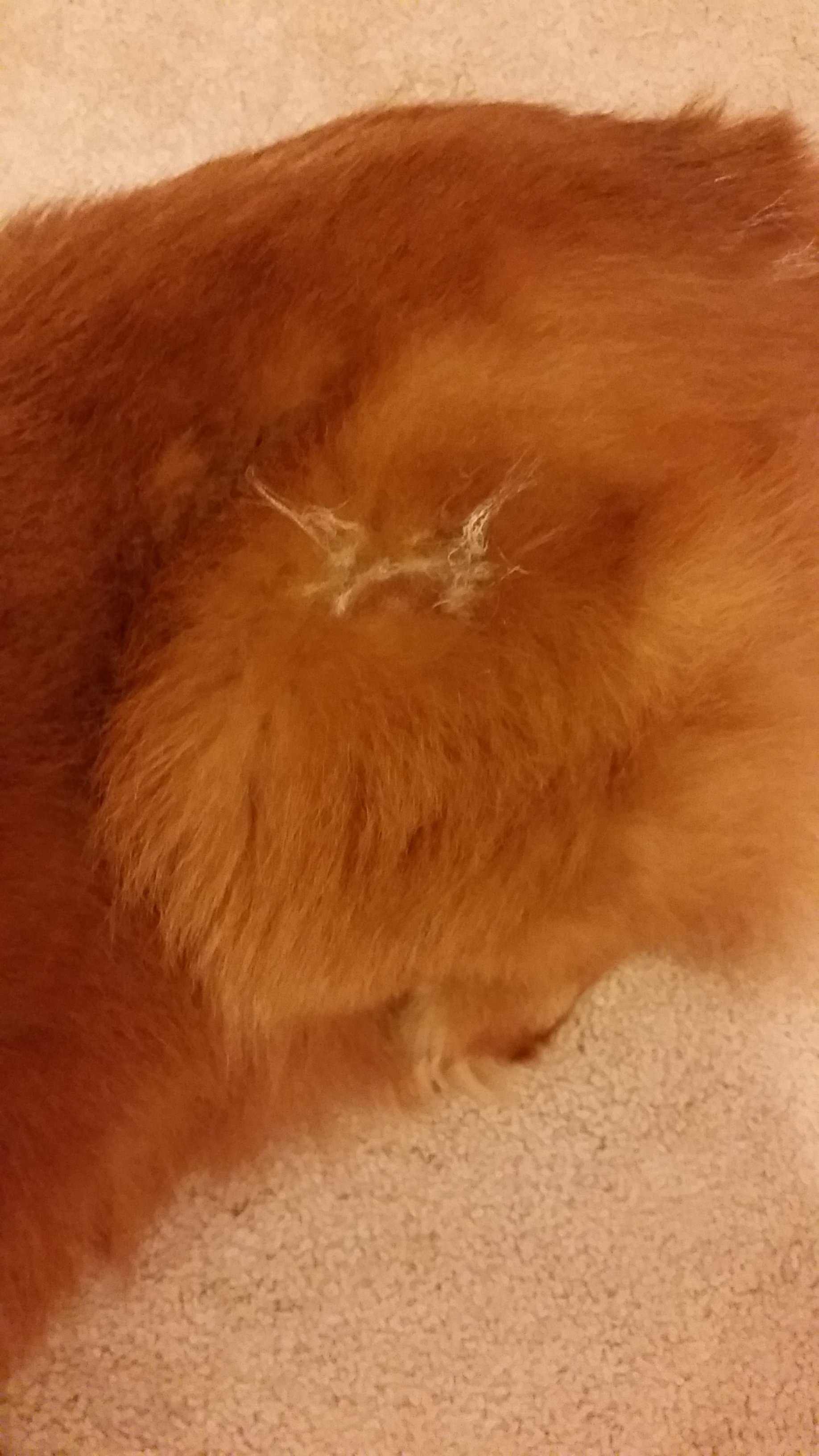A little white out on darker fur will help the vet spot a lump or bump.