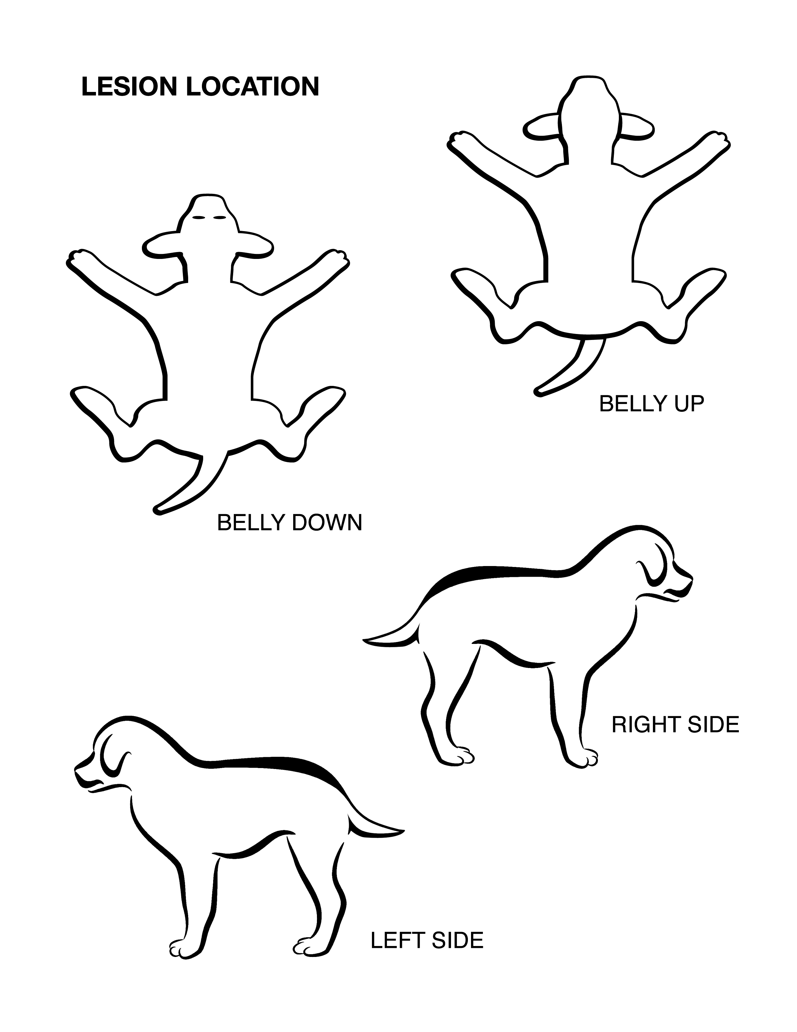 Mark any lumps, bumps, lesions or other suspicious growths on the chart for future reference.