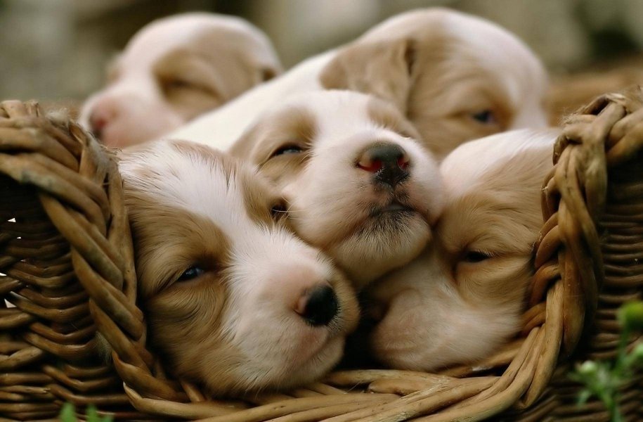 PUPPIES!