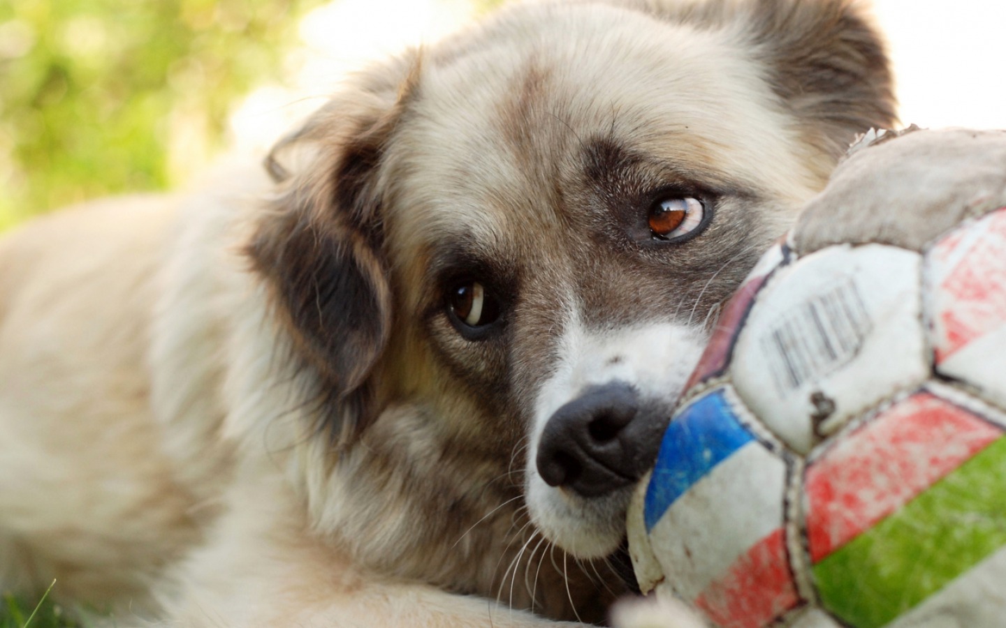 dog with soft ball