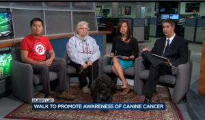 Dr. Kai Shiu and Dr. Claire DeChristina, co-chairs of the Puppy Up Madison event talking to “News 3 This Morning” about canine cancer awareness. Blue, the 2016 canine cancer hero, was also on set.