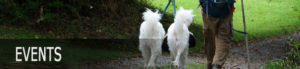 luke-and-pups-walking-away