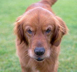 dog-face-2