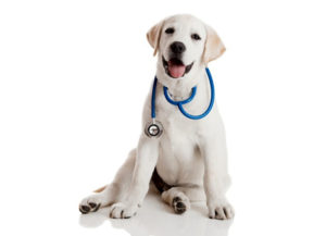 dog-with-stethescope