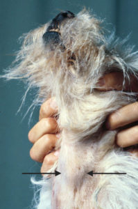 A dog with a thyroid mass.
