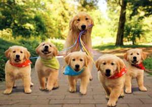 happy-goldens