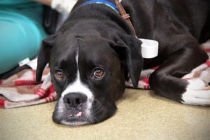 Harley rests after getting an infusion of his beefed-up T cells, which are designed to treat his leukemia. (Katherine Frey/The Washington Post)