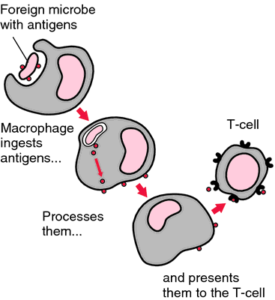 Histiocytes (macrophages and dendritic cells) take-up foreign material, process it, and present it to T lymphocytes
