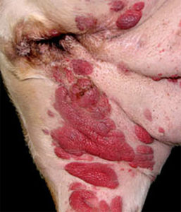 Langerhans cell histiocytosis in a dog. Image courtesy of Dr. PF Moore