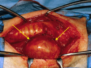 The yellow arrows highlight a thyroid tumor in a dog.