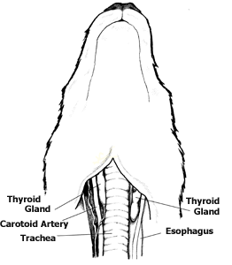 thyroid-glands_sketch