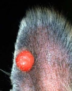 Puppy Up Foundation | Histiocytic Disease in Dogs – A Challenging Complex