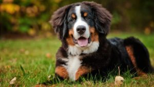 meet-the-breed-bernese-mountain-dog-768x432