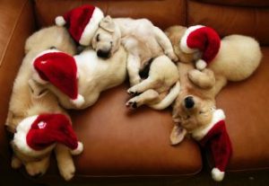 holiday-puppies