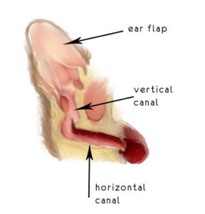 Simple illustration of the inside of a dogs ear.