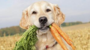 Yes, carrots are good for dogs!