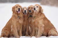 goldens