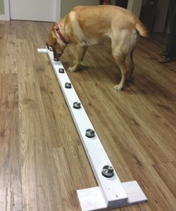 Dana, a yellow Labrador dog, sniffs for an object hidden in one of the containers on a wooden rack. Once she has found the container that holds the object, she will alert the trainer to indicate the correct container. She does this by either sitting, or lying down or pawing at the container. That is the very beginning stages of this type of training with these dogs. That stage will take 12-18 weeks of training and is not used with cancer cells.