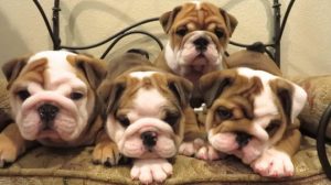 English Bulldog puppies.