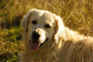 Goldens are often over-represented for developing this cancer